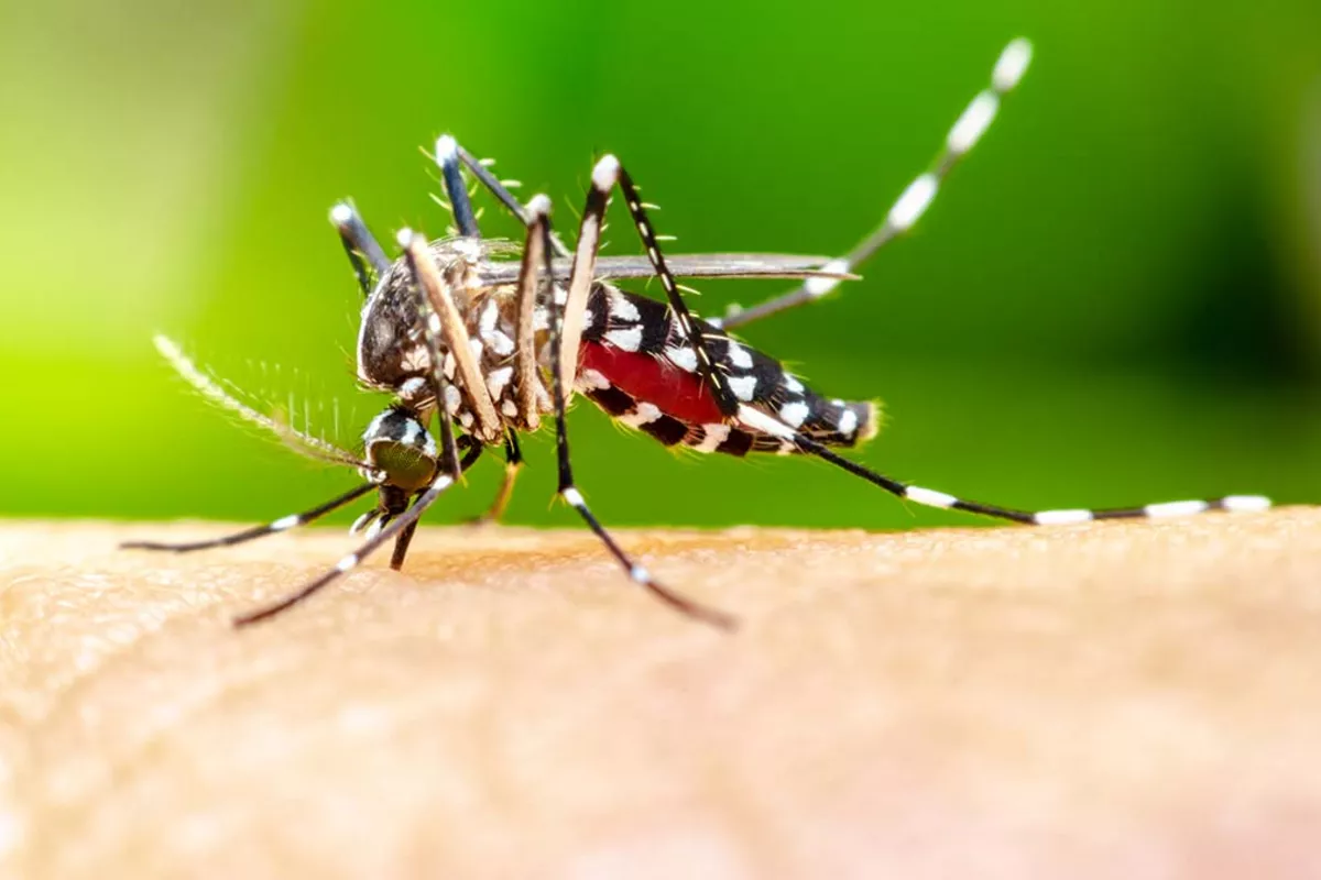 Russia Confirms Second Imported Case of Chikungunya Fever