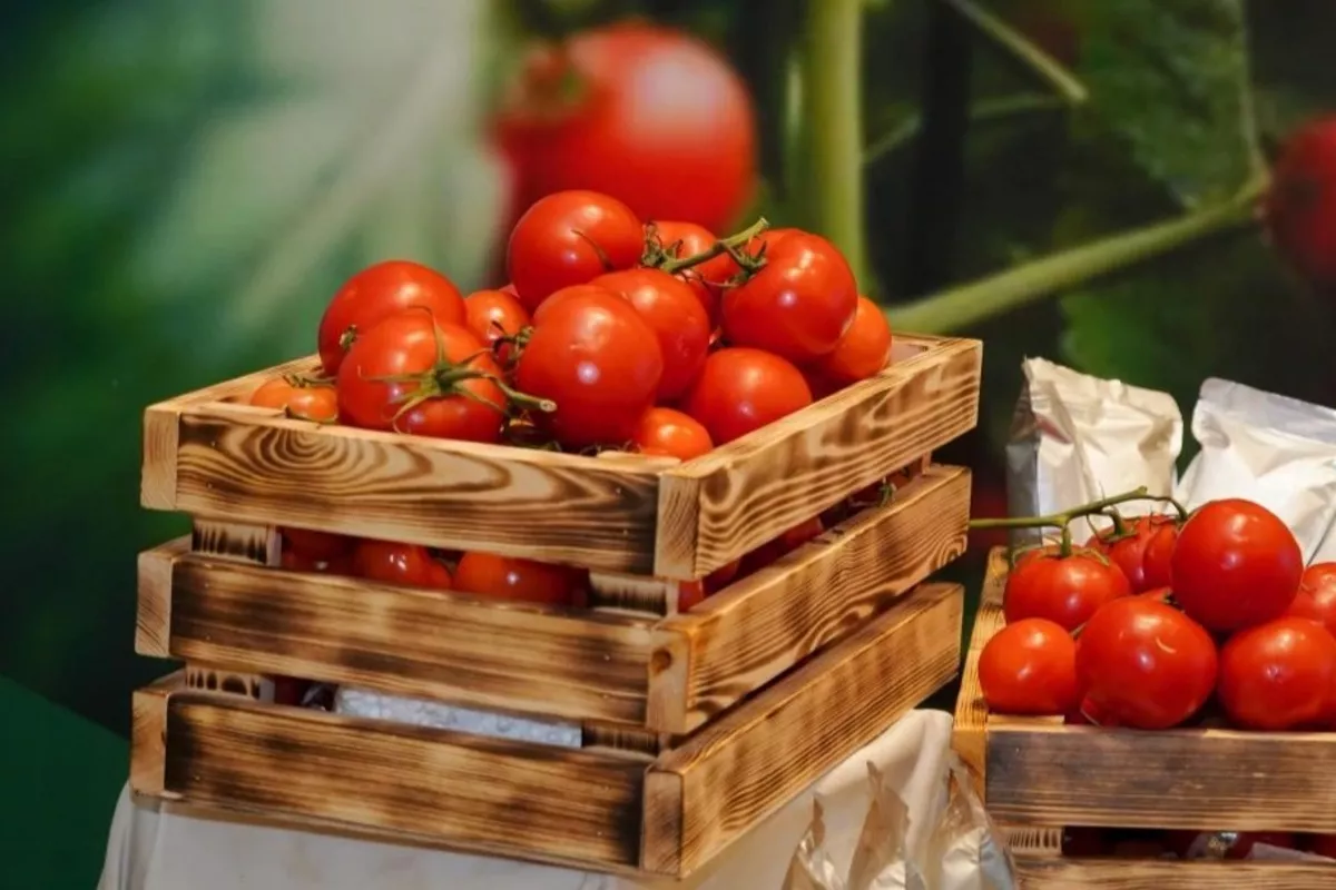 Kazakhstan Begins Greenhouse Project in Karatau