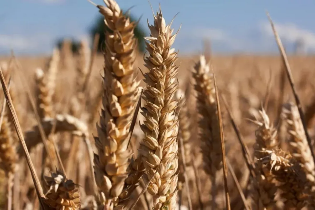 Kazakhstan Rides Grain Wave with Record Barley Exports