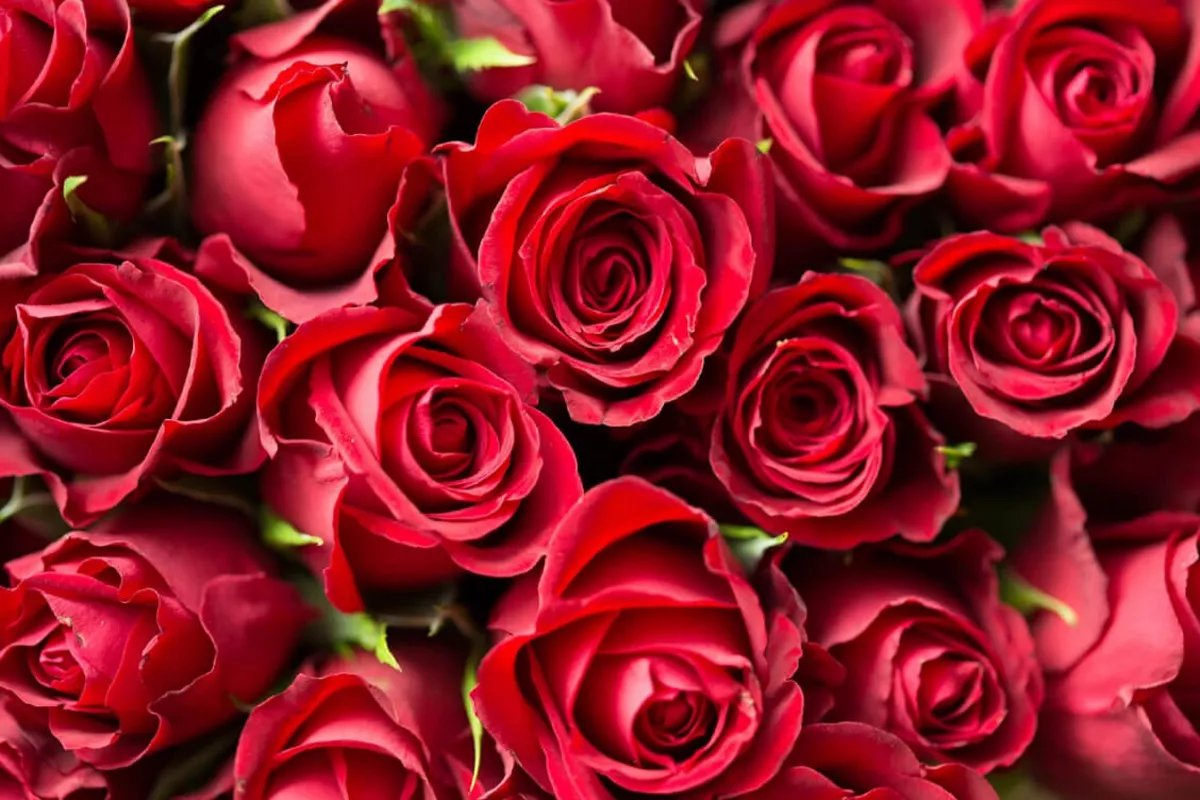 Russia Blocks Armenian Roses Hidden Behind Fake Cargo Papers