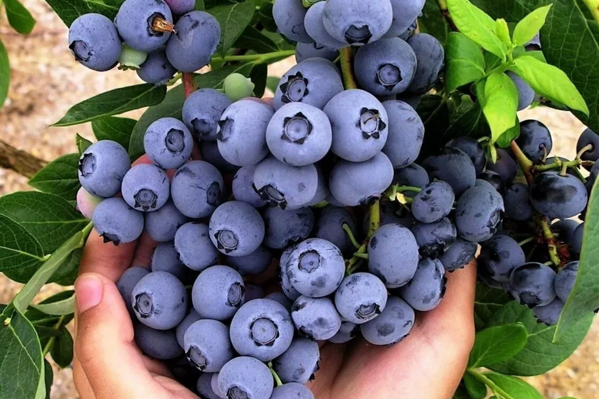 Georgia's Blueberry Exports Surge as Russia Remains Top Buyer