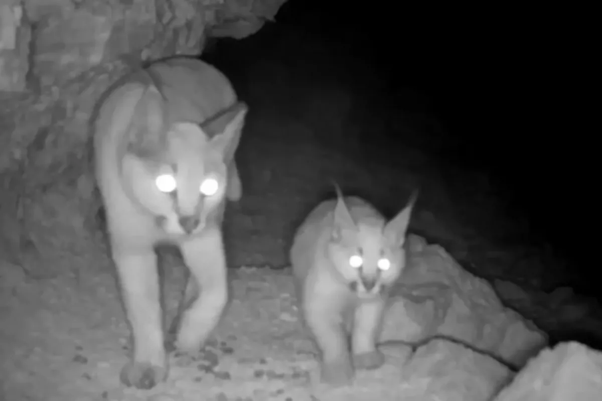 Turkmenistan's Camera Trap Reveals Rare Caracal Kitten Sighting