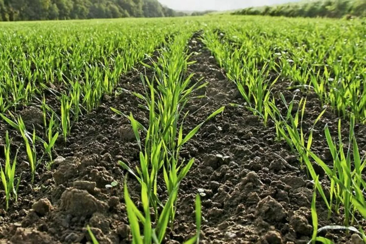 Kyrgyz Ministry Urges Farmers to Boost Yields with Winter Wheat Planting