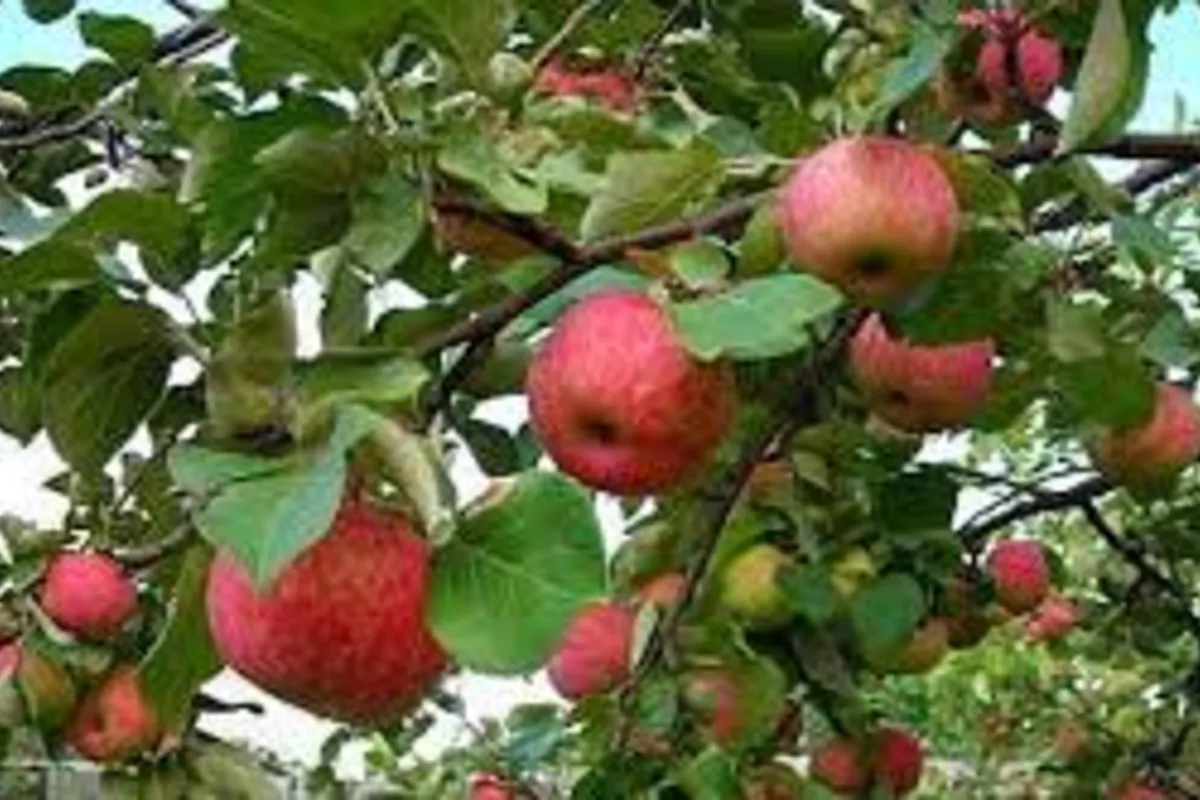 Azerbaijan Sees Major Growth in Apple, Pear, and Quince Exports in Early 2025