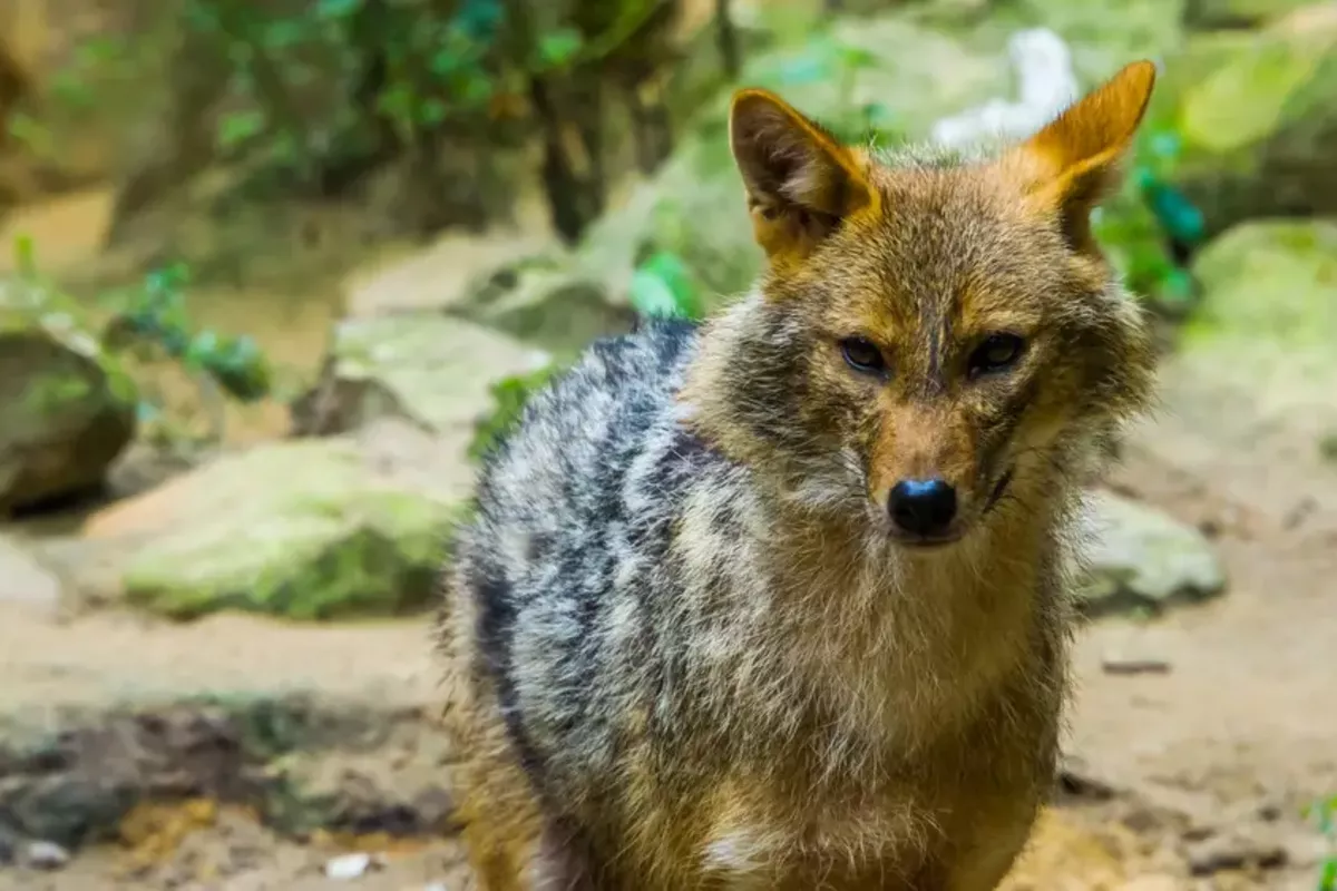 Wild Jackal Attack Injures Children in Kazakhstan's Village - VIDEO