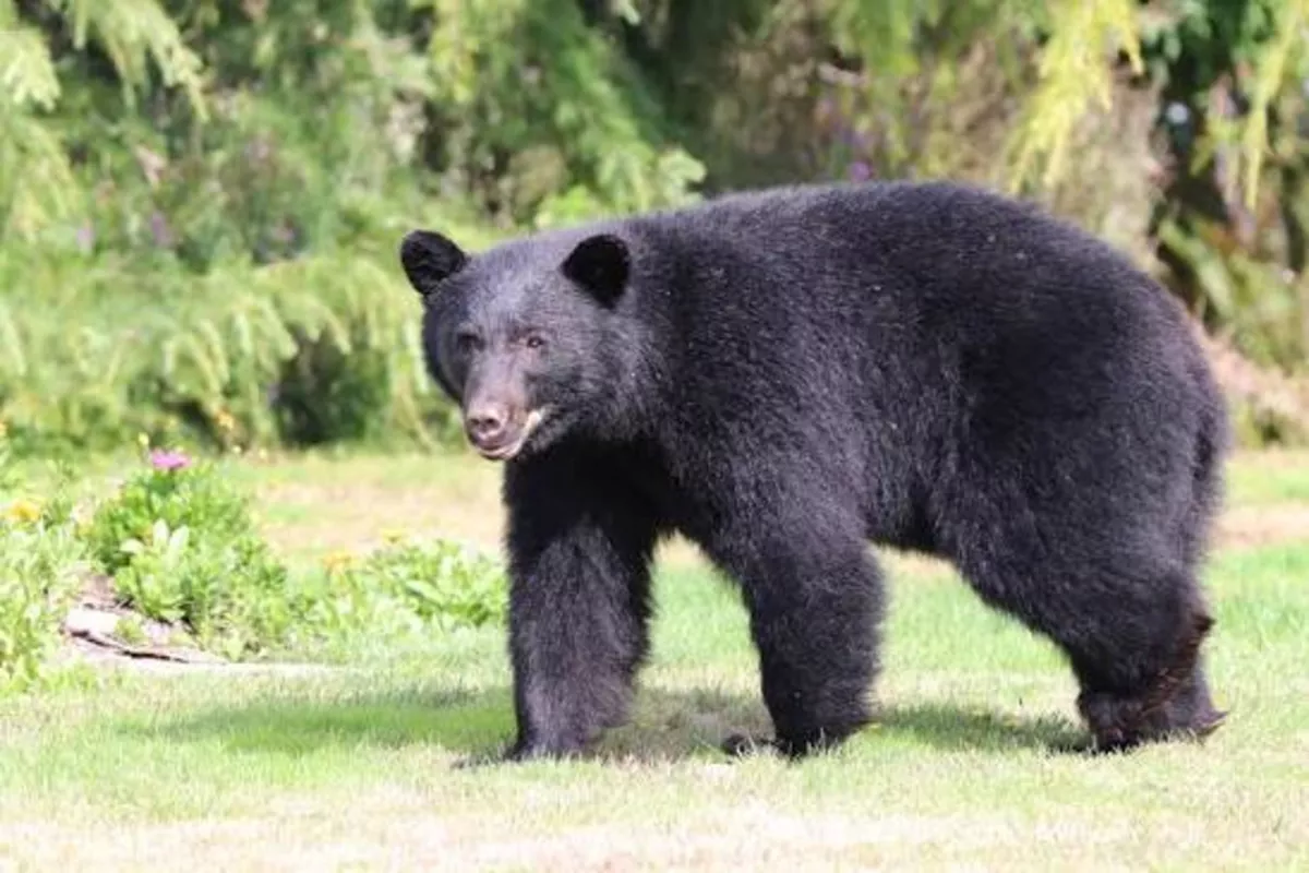 Russian City Raises Alert Amid Increased Bear Sightings