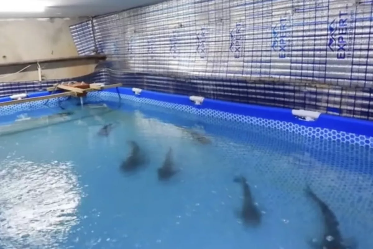 Man Turns Apartment Basement Into Shark Pool in Uzbekistan