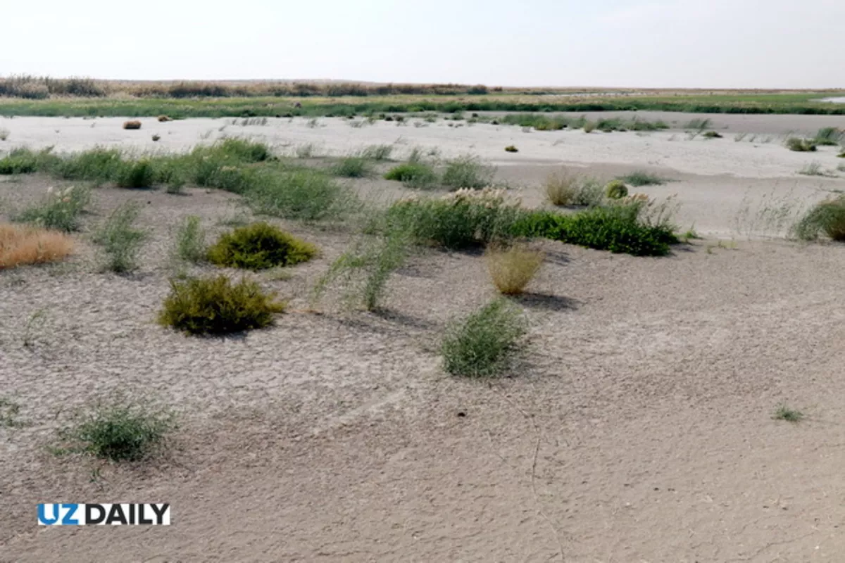 IAEA, Uzbekistan Launch Groundbreaking Project to Combat Soil Salinity