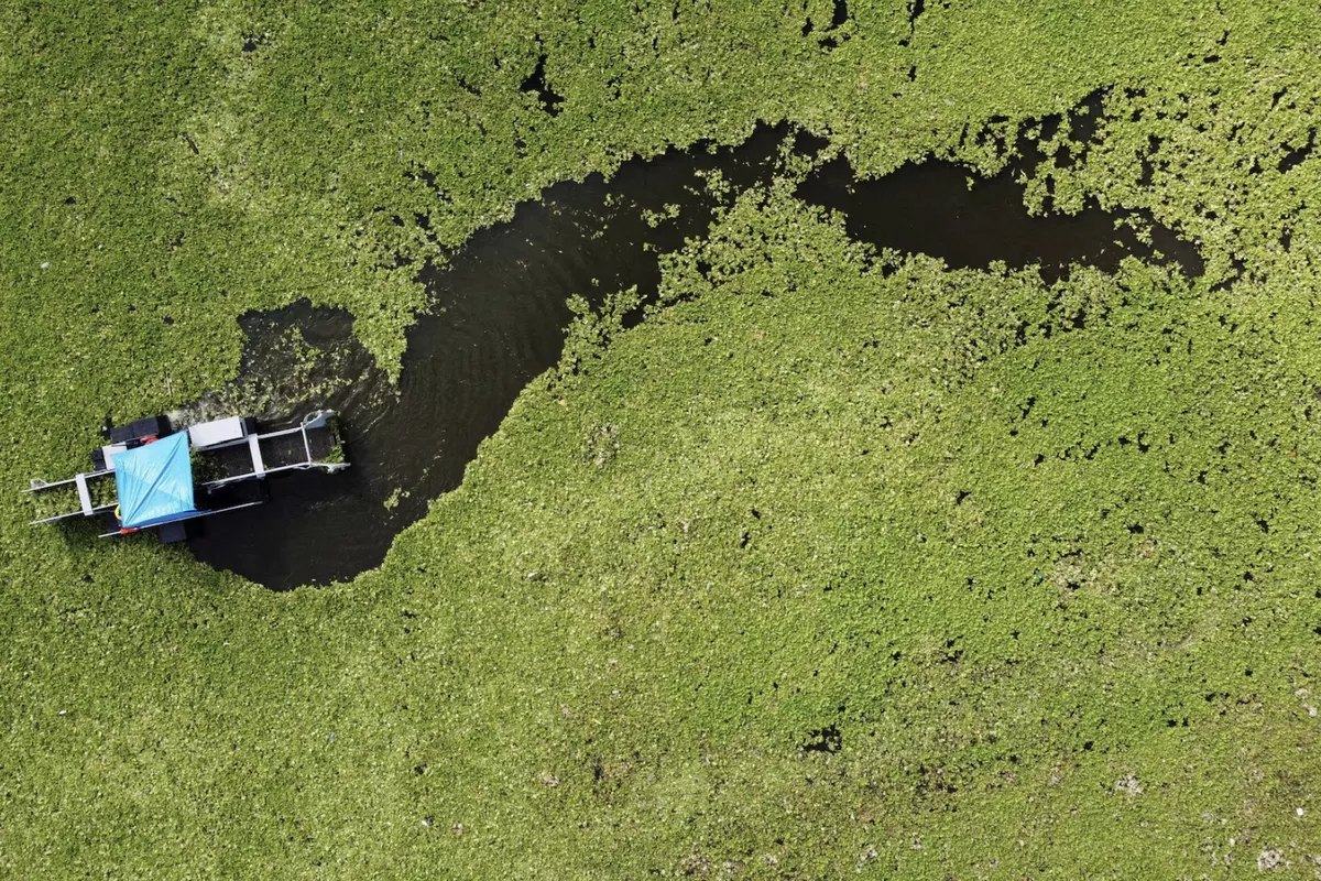 Pollution-Driven Aquatic Weed Overruns El Salvador's Largest Reservoir