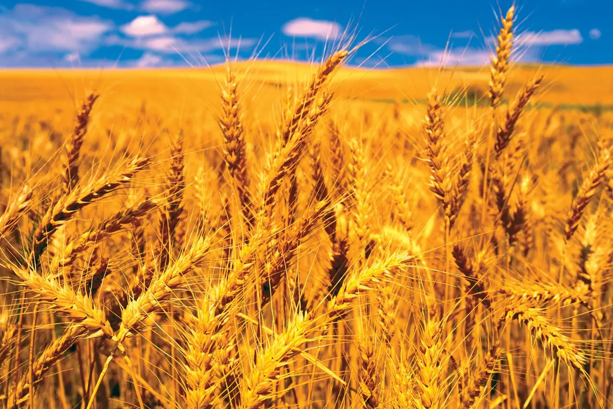 Russia Sends Wheat Shipment to Armenia via Azerbaijan