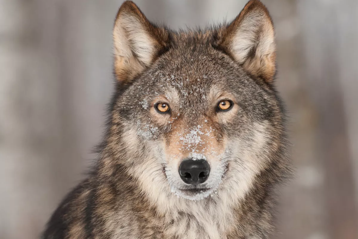 Wolves Attack Residents in Armenian Village, Including Two-Year-Old Child - VIDEO