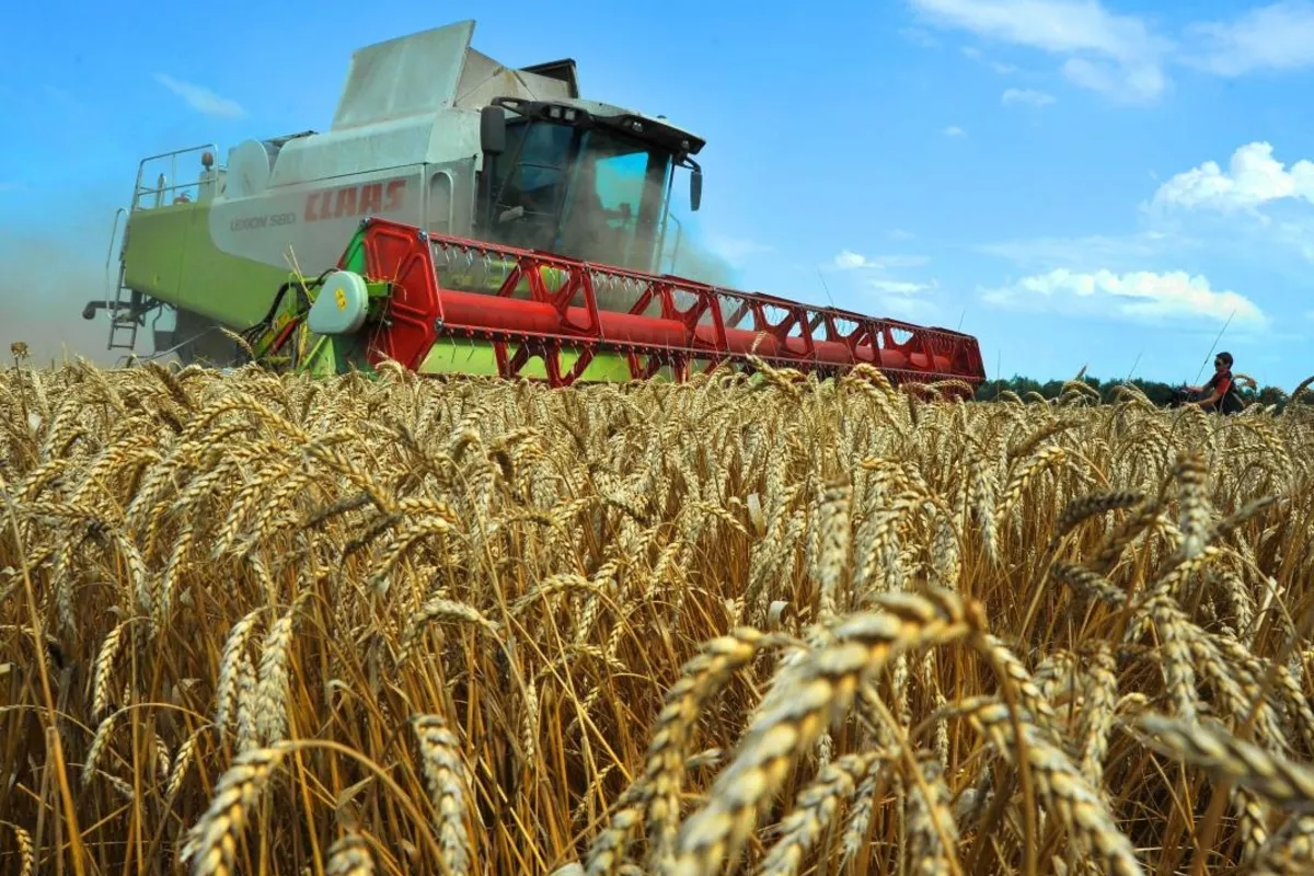 Kyrgyzstan Shifts Back to Kazakh Wheat Amid Import Surge