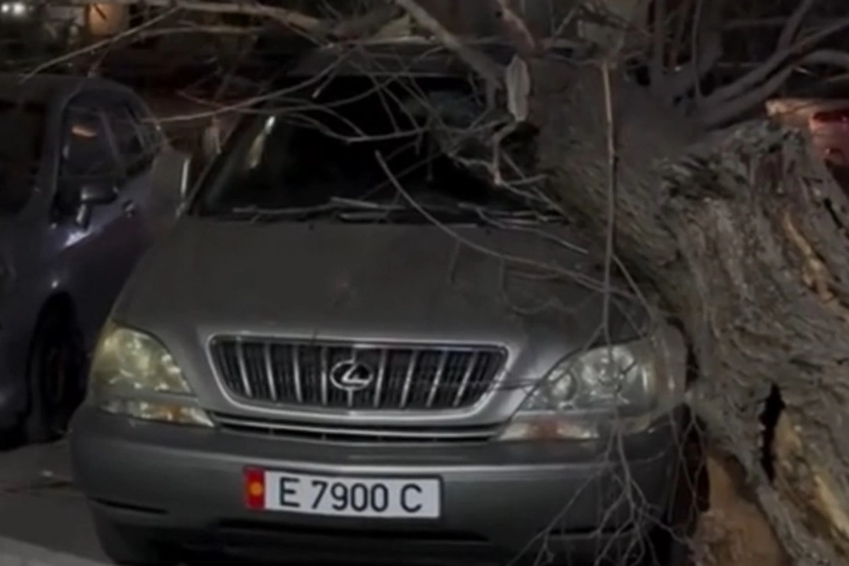 Strong Wind in Bishkek. Mayor's Office Reports on Damage to Infrastructure