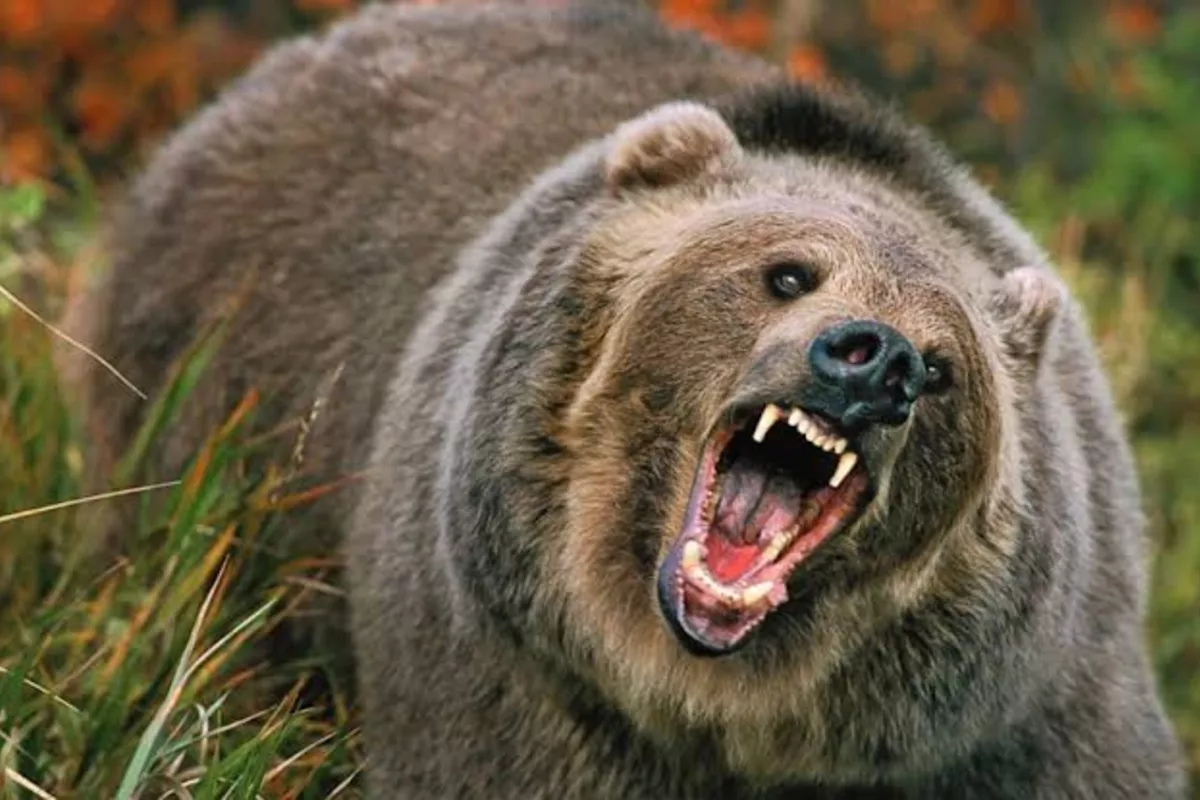 Russian Fisherman Survives Bear Attack by Escaping on His Boat