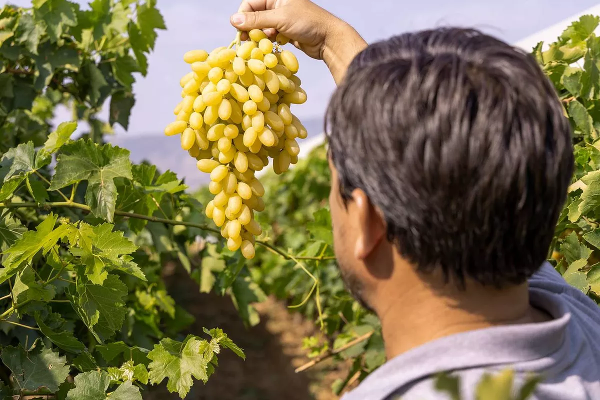 Armenia Approves $8.5 Million Aid Package to Help Exporters Find New Markets - VIDEO