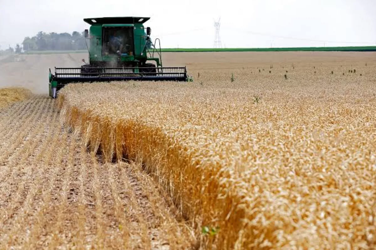 Wheat Prices Soar: What's Behind the Surge?