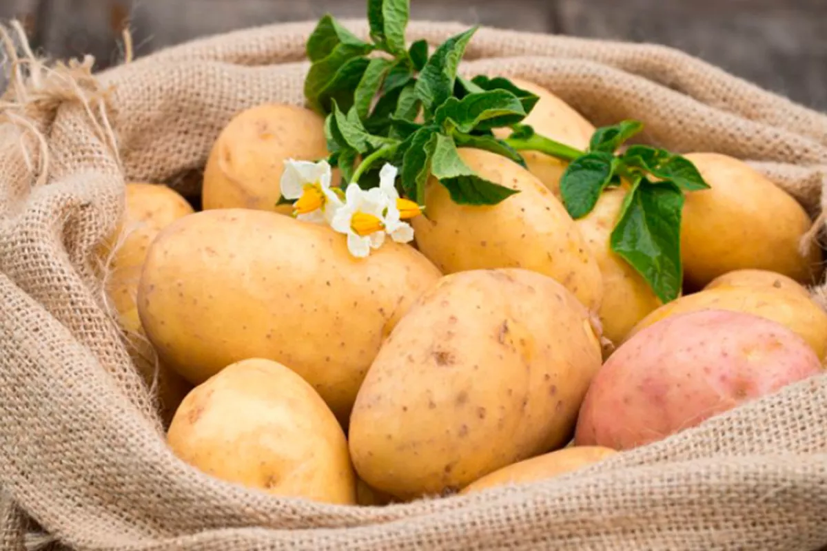 Uzbekistan Boosts Potato Production with Major “CARA” Seed Shipment from Egypt