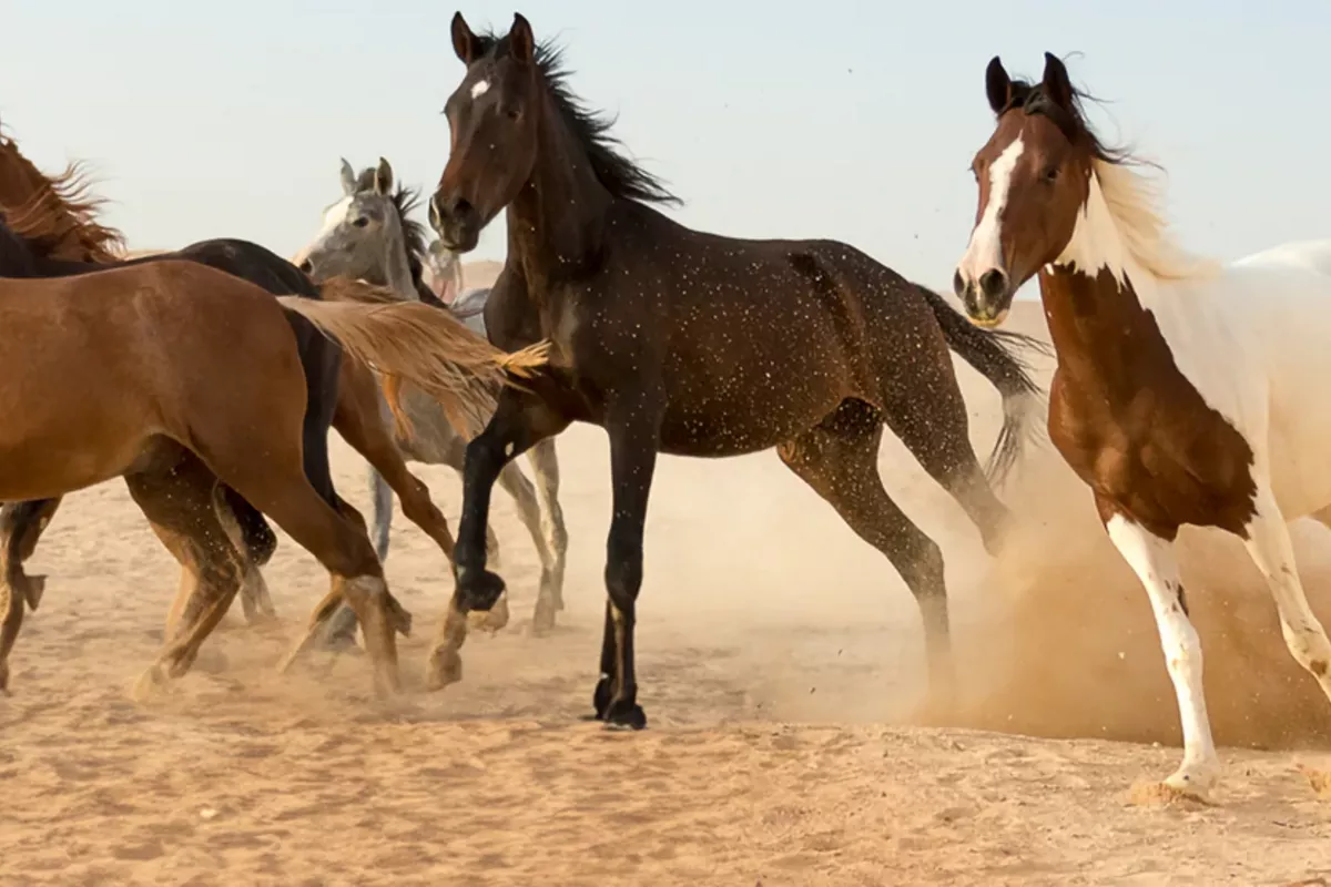Kazakhstan, Kyrgyzstan, Uzbekistan to Manufacture Russian Horse Vaccine Under License