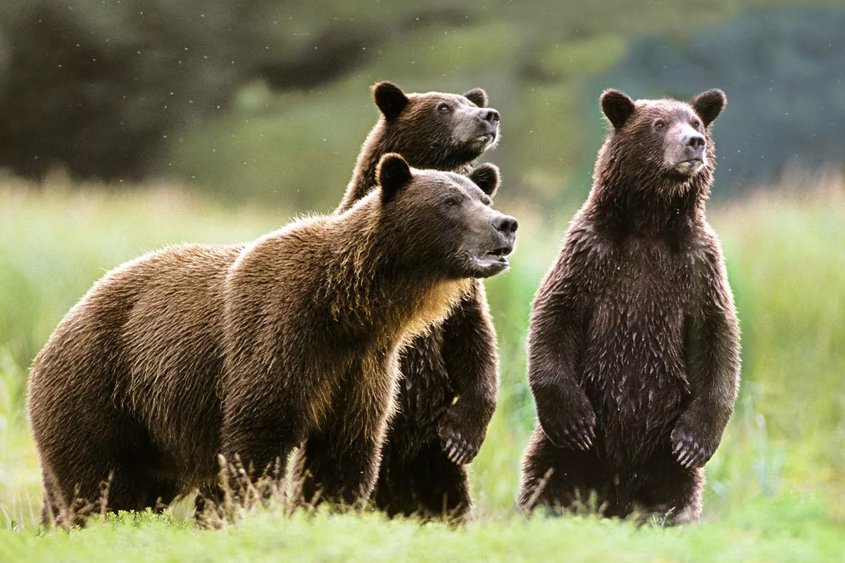 Bear Siege Grips Russia