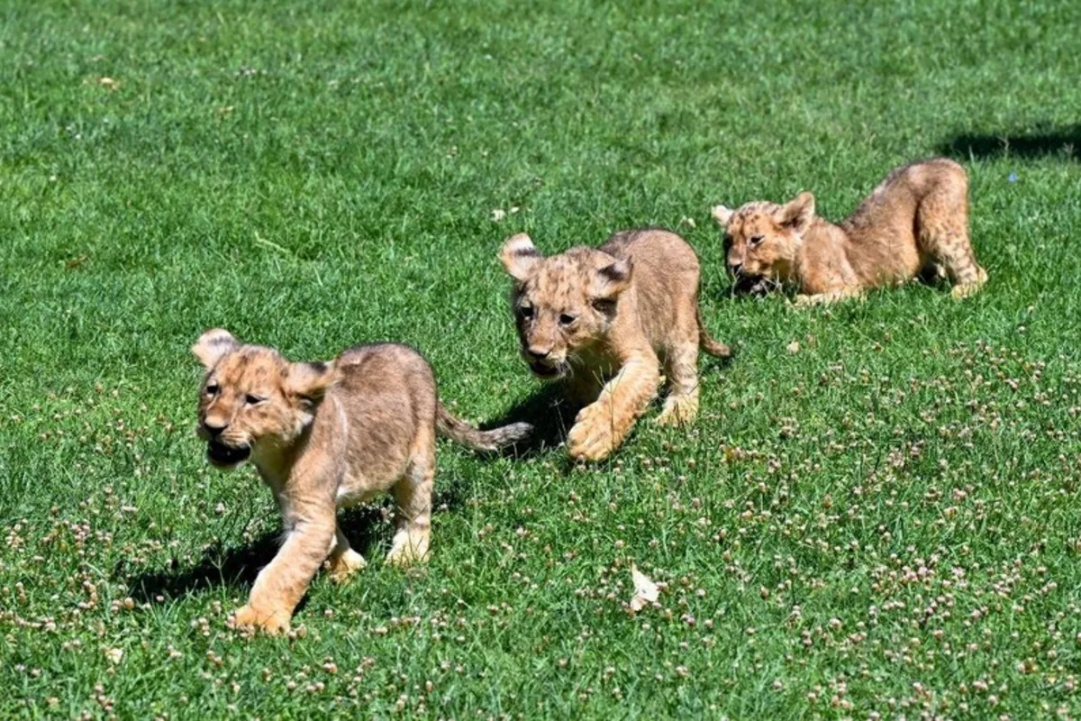 Türkiye Invites Public to Name Newborn Lions