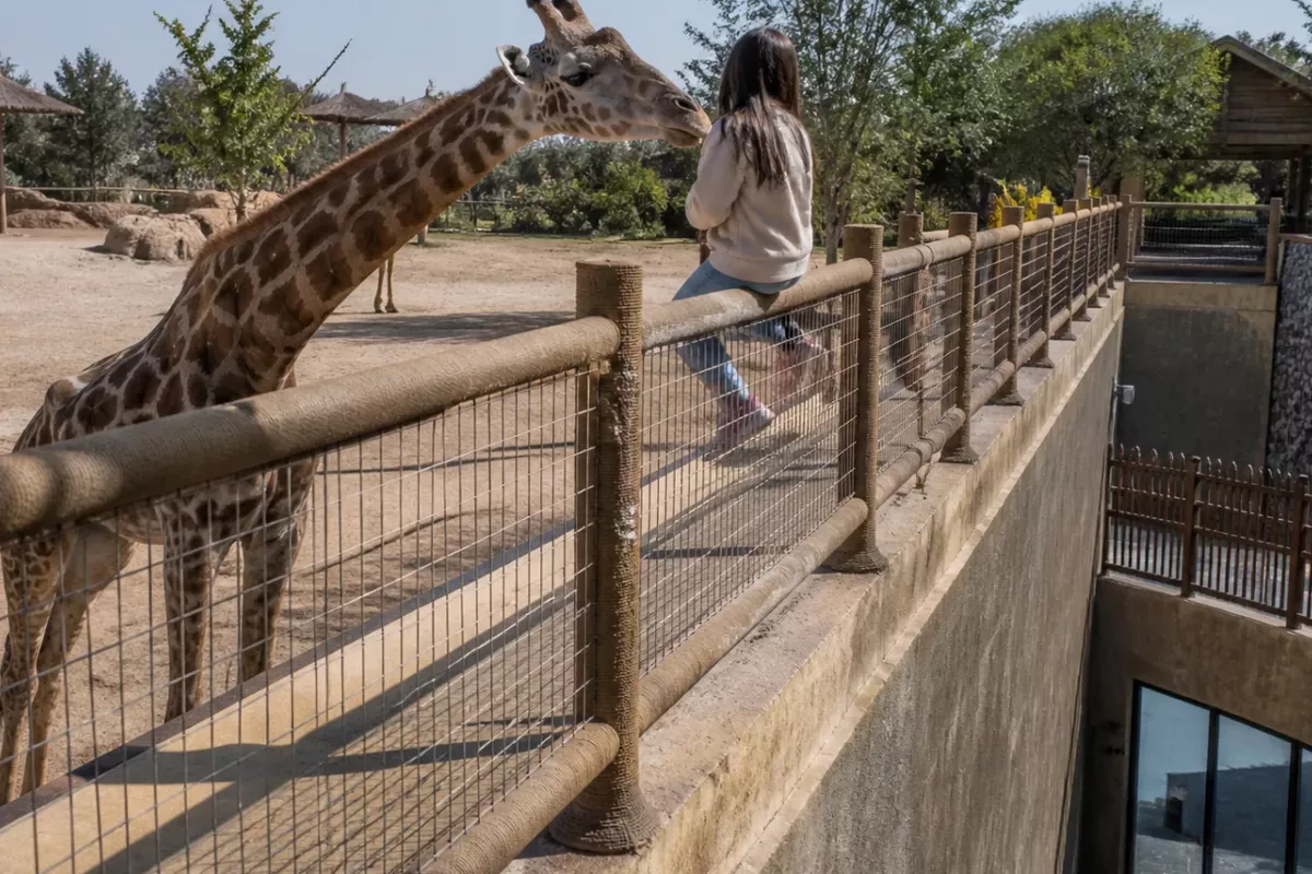 Uzbekistan's Safari Park Incident Triggers Debate Over Animal Behavior - VIDEO