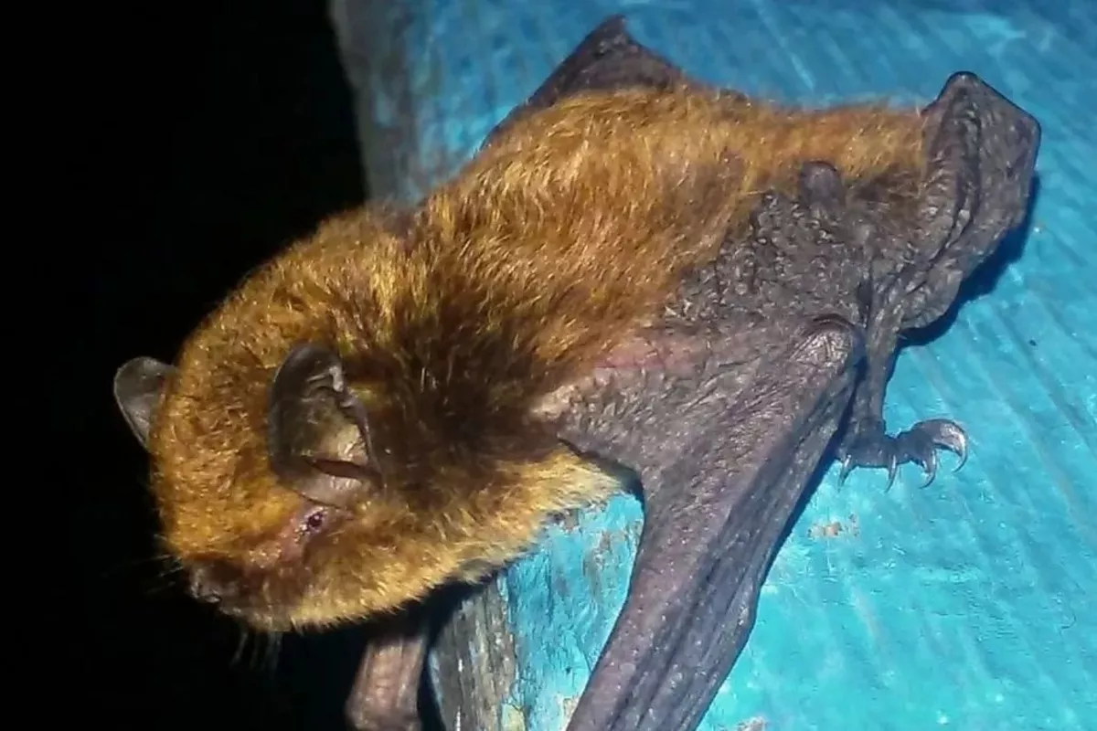 Rare Ikonnikov's Bat Emerges in Kazakhstan’s Altai Mountains