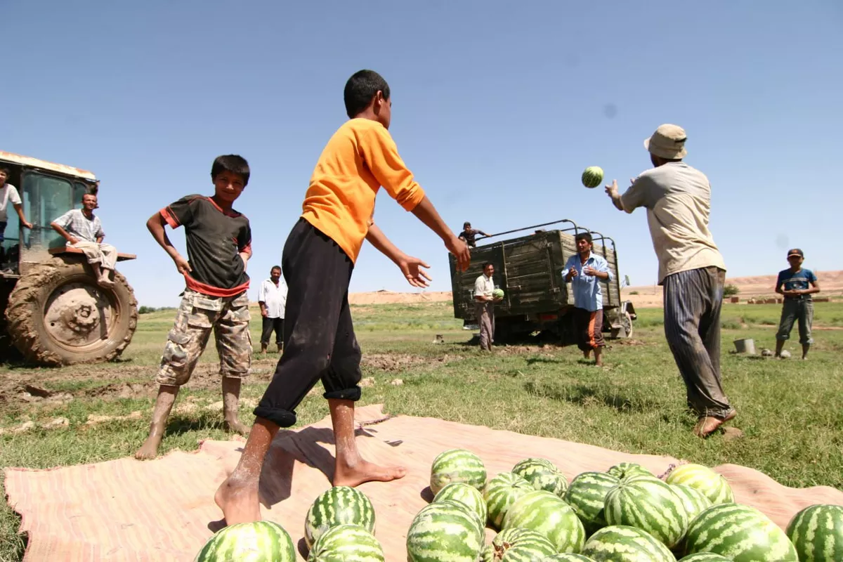 Tajikistan’s Agriculture Sees Robust Growth, Fueled by Fruit and Melon Surge