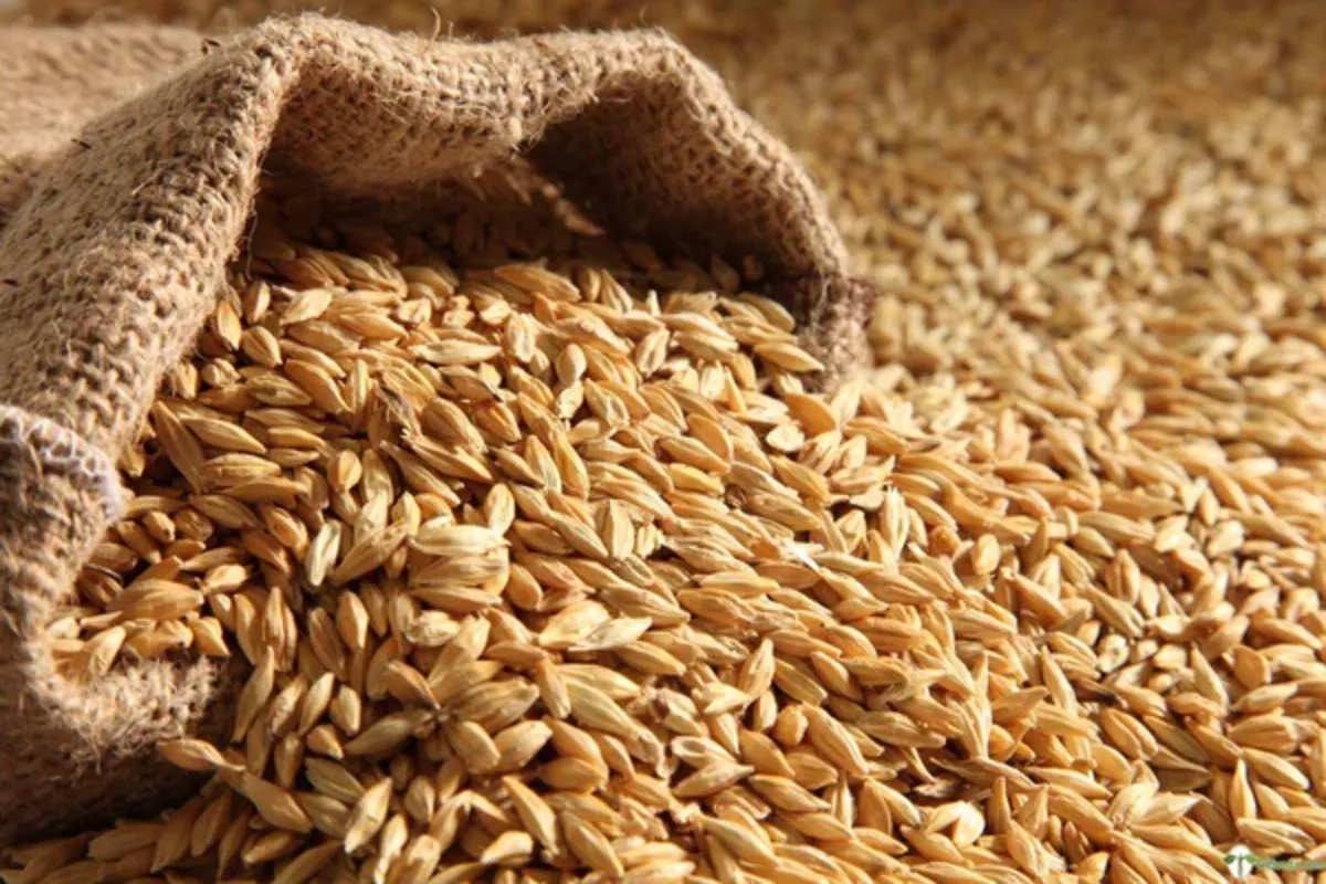 Kyrgyzstan Nearly Doubles Grain Imports from Kazakhstan Amid Record Harvest