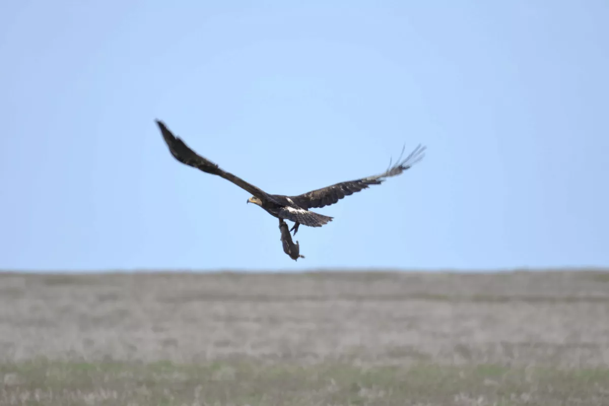 Nine Young Steppe Eagles From Kazakhstan Begin First Migration Journey