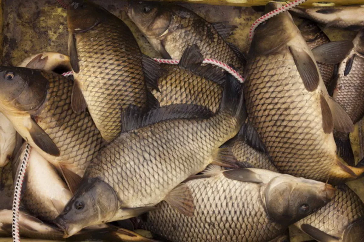 Uzbekistan Achieves 9.4% Increase in Fish Catch During First Half of 2025