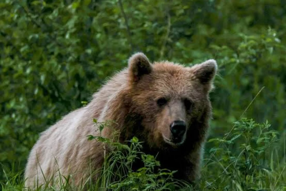 Bear Attacks Two Men Searching for Missing Calves in Russia's Buryatia