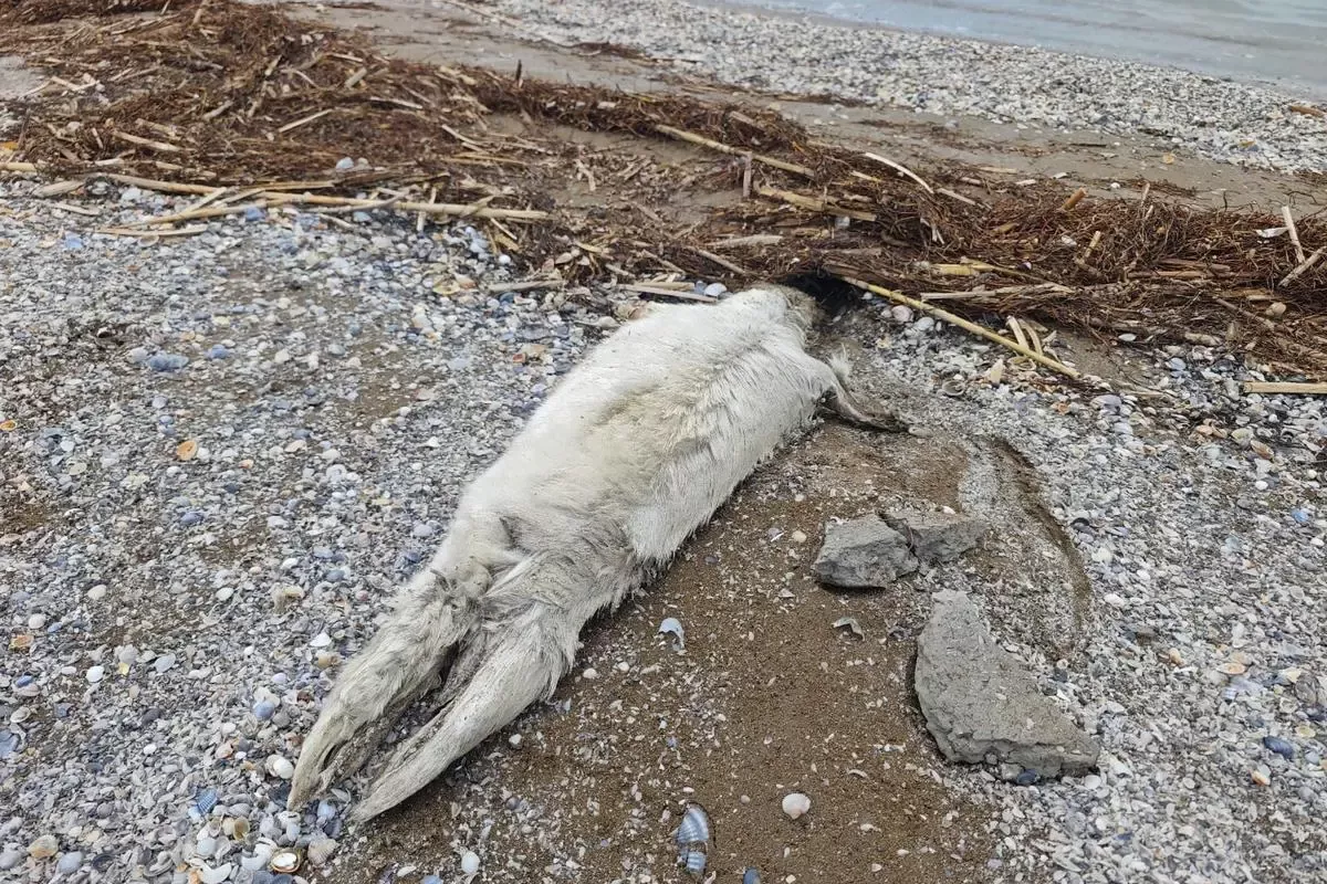 Mass Seal Deaths on Caspian Shoreline Shock Kazakhstan