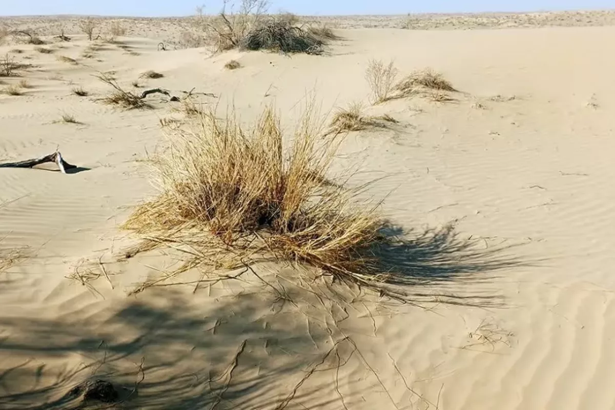 Central Asia Gains New Anti-Desertification Hub in Ashgabat