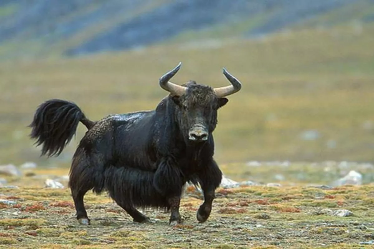 Tajikistan to Import Pedigree Yaks from China Under New Agricultural Deal