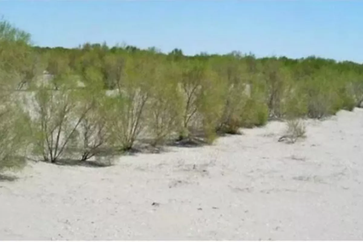 Tajikistan Expands Saxaul Plantations to Fight Climate Change