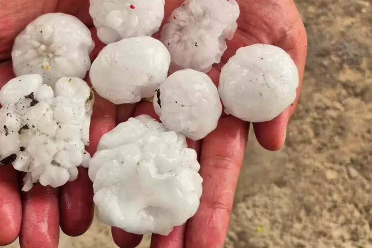 Egg-Sized Hail Devastates Crops in Armenian Villages, Leaving Farmers Reeling