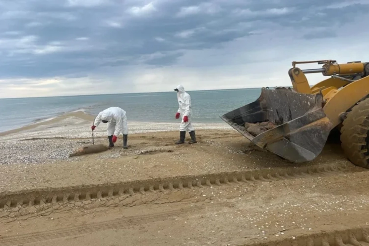 279 Dead Seals Found on Caspian Sea Coast