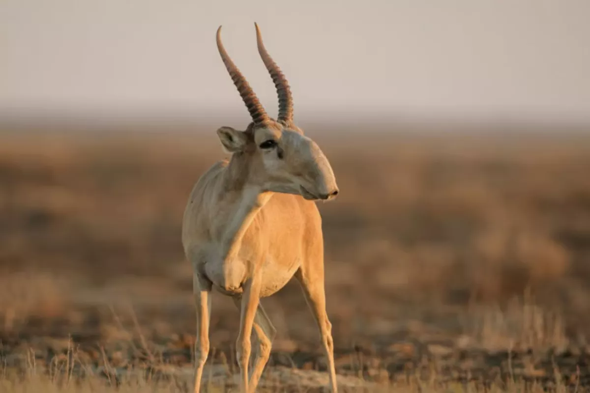 Kazakhstan and Uzbekistan Partner to Revive Saiga Population