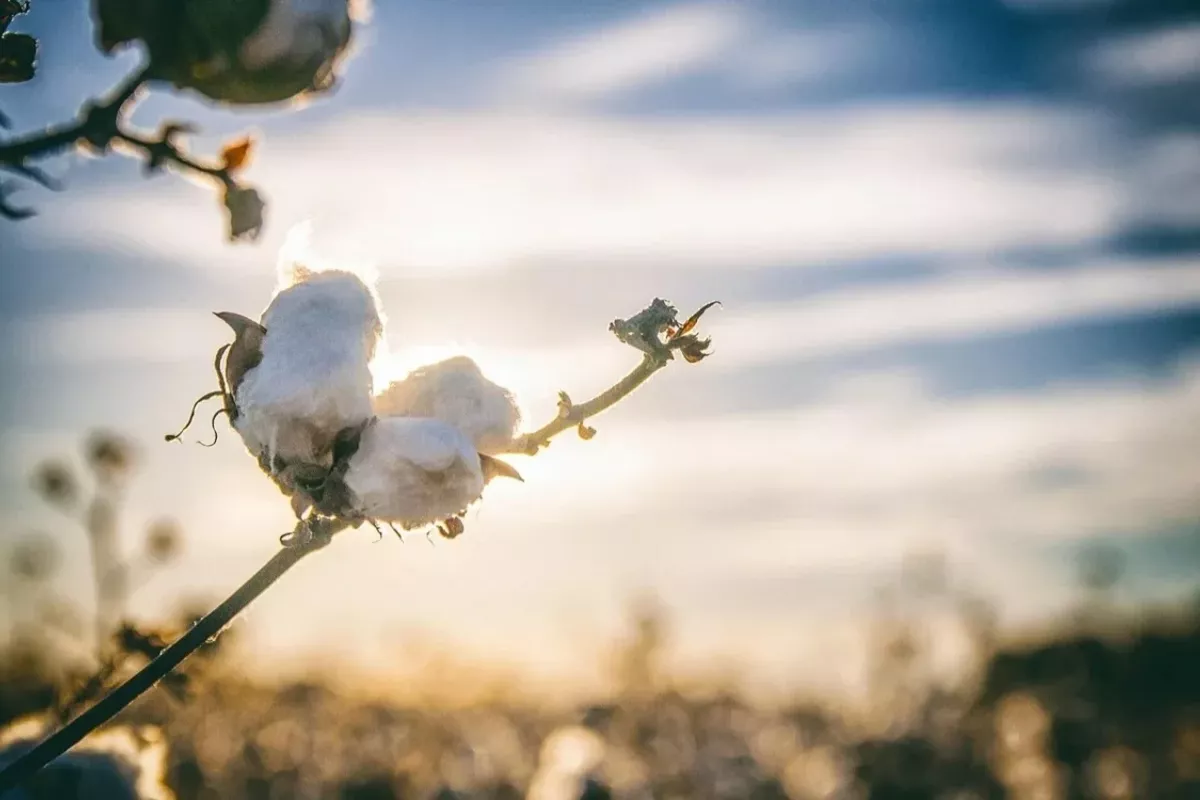 Kazakhstan Approves Major Cotton Project