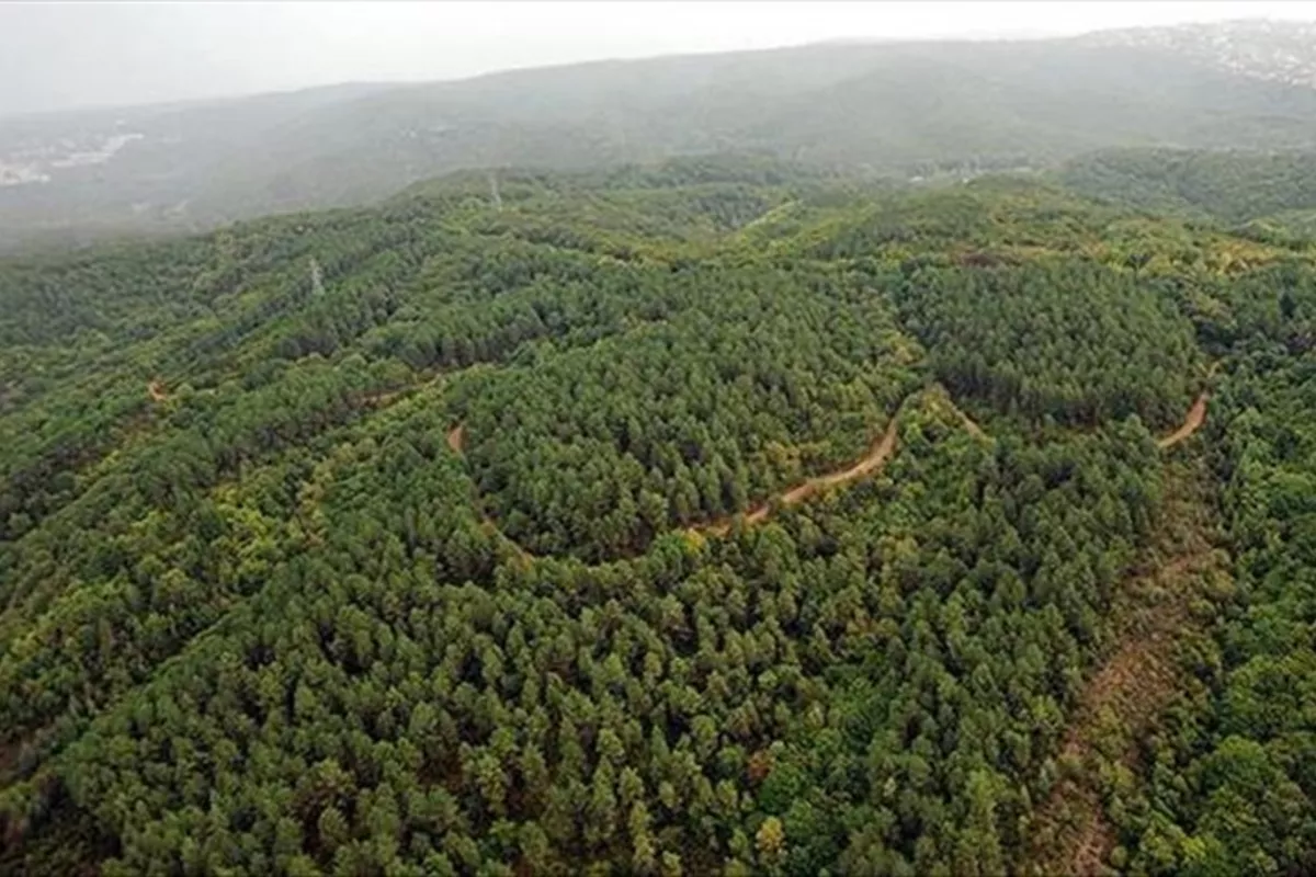 Türkiye Ranks Fourth in Global Forest Expansion in Last Decade