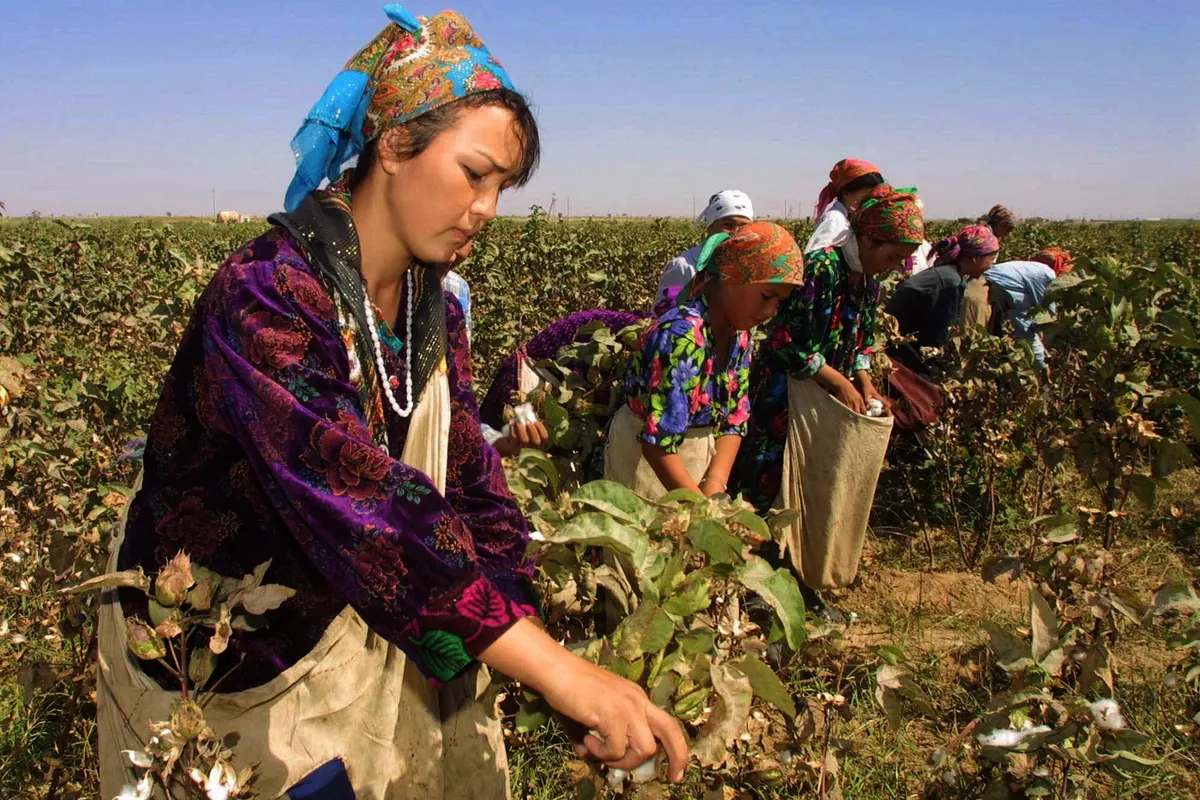 From Desks to Fields: Teachers and Pupils in Tajikistan Face Voluntary Cotton Work