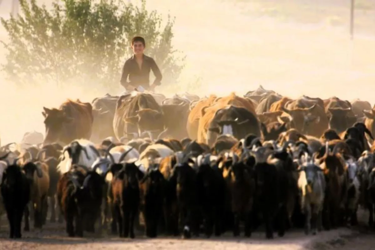 ADB Approves $17M Grant to Help Tajikistan Modernize Livestock Farming and Boost Food Security