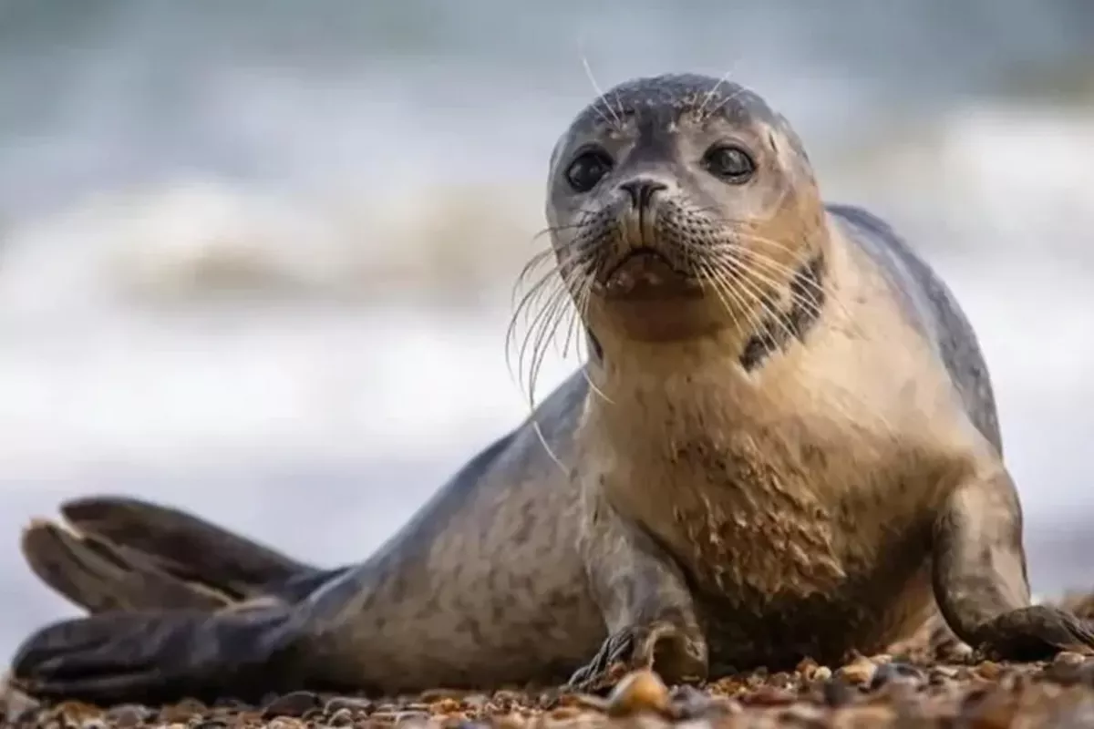 Dead Caspian Seals Wash Ashore in Russia's Dagestan