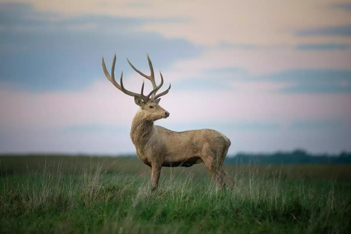 Kazakhstan Creates Unified Database of Rare Animals