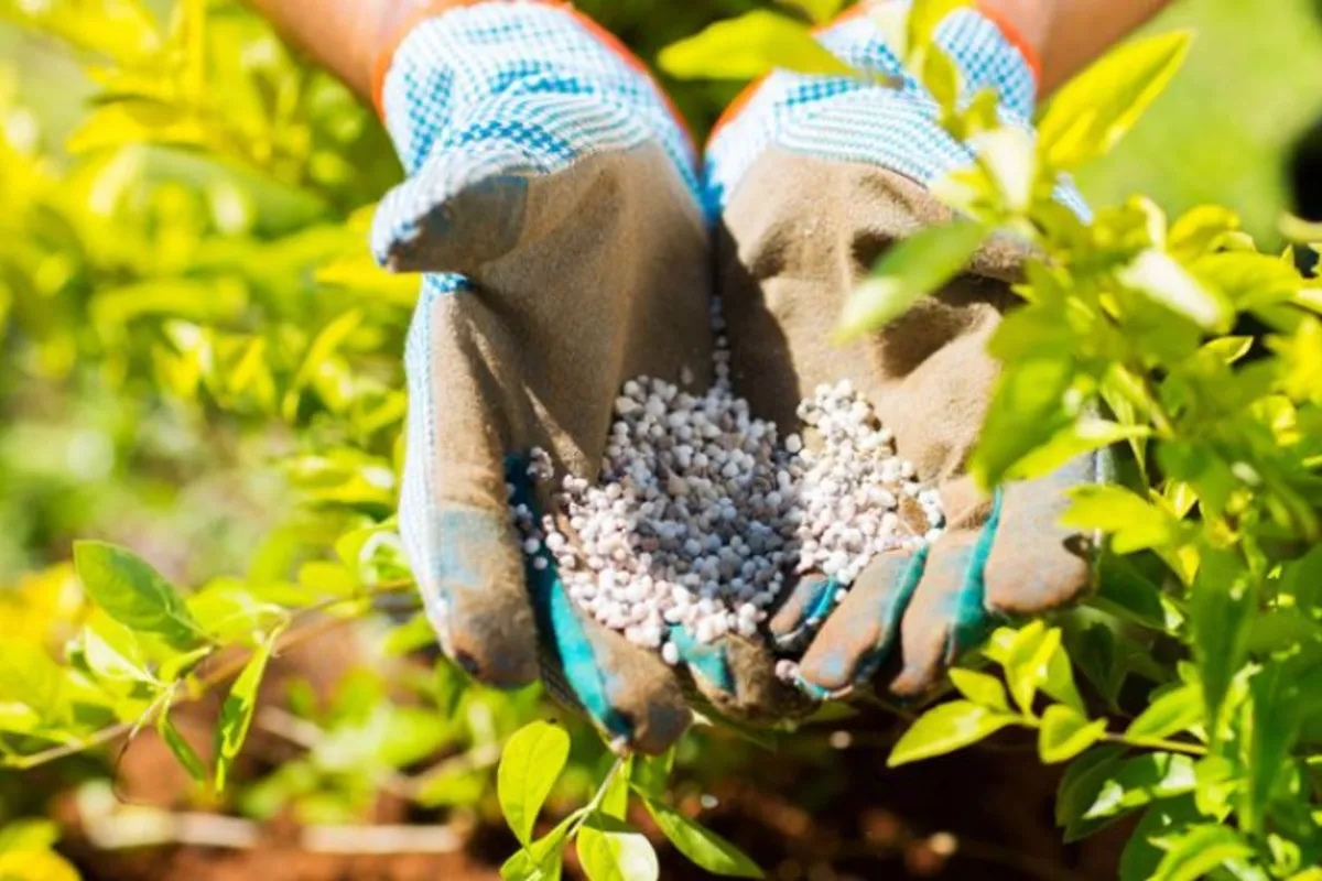 Deputy PM: Russia to Boost Food and Fertilizer Supplies to Turkmenistan