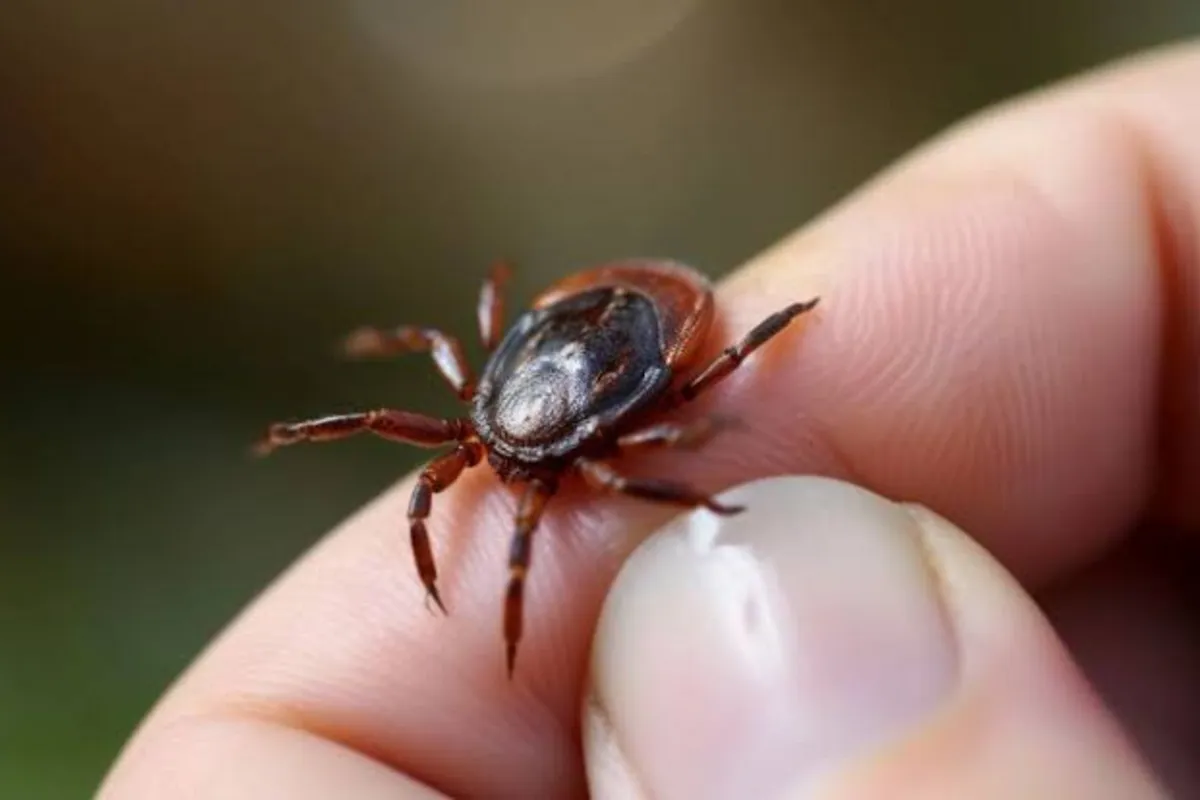 Unusually Warm Autumn Extends Tick Season in Russia