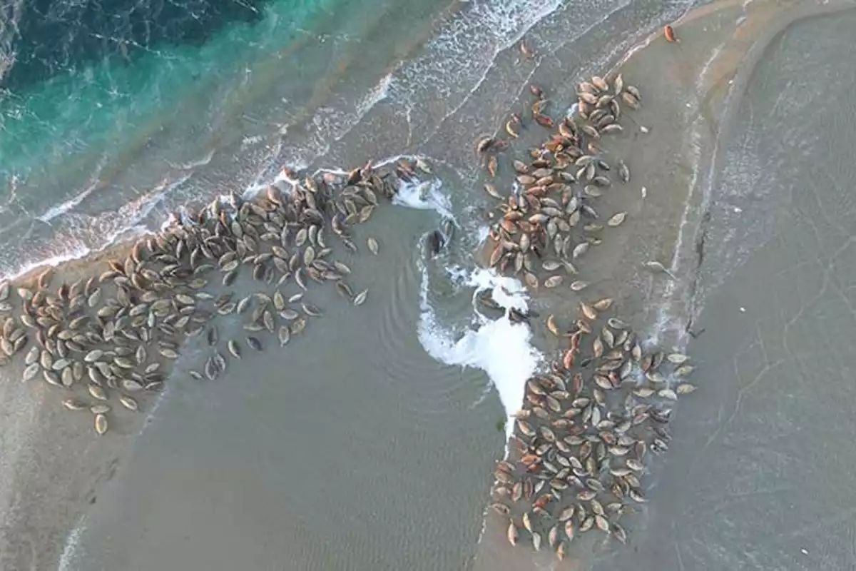 Kazakhstan to Establish Nature Reserve for Caspian Seal Conservation