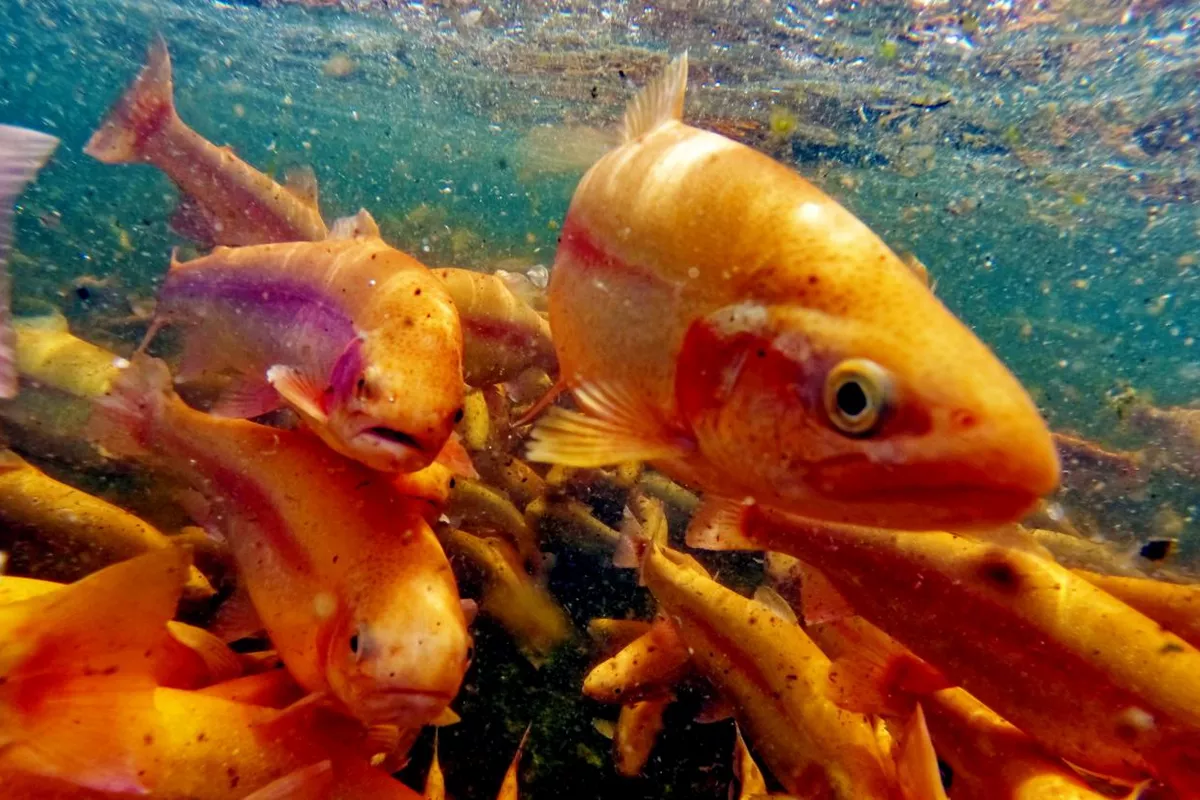 Russia Expands Restrictions on Armenian Fish Imports Over Certification Concerns