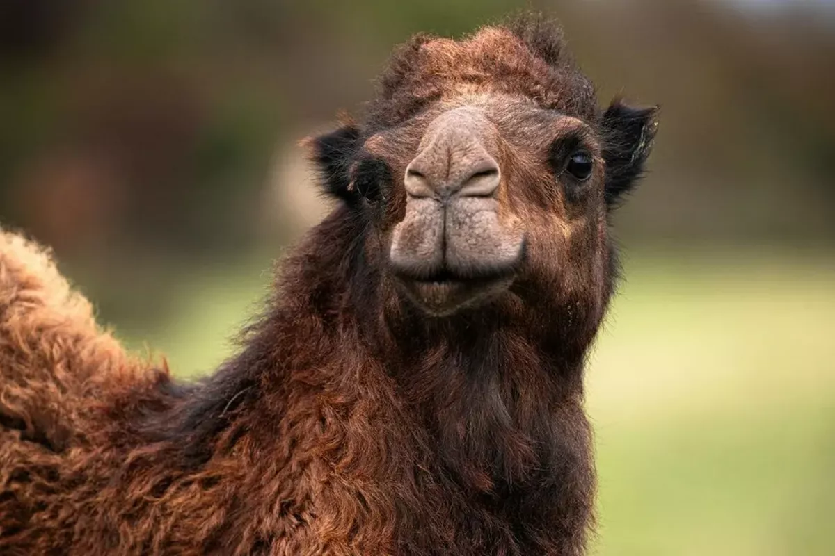 Camel Theft Costs Man Five Years Behind Bars in Kazakhstan