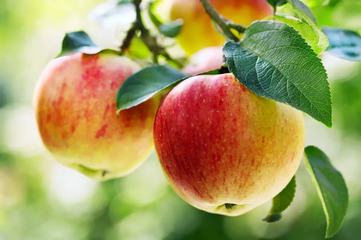 Kazakhstan Bans Apple Imports Until End of 2026